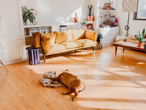 dog laying on laminate wood flooring